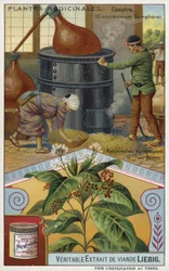 Kamfer bereiden in Japan